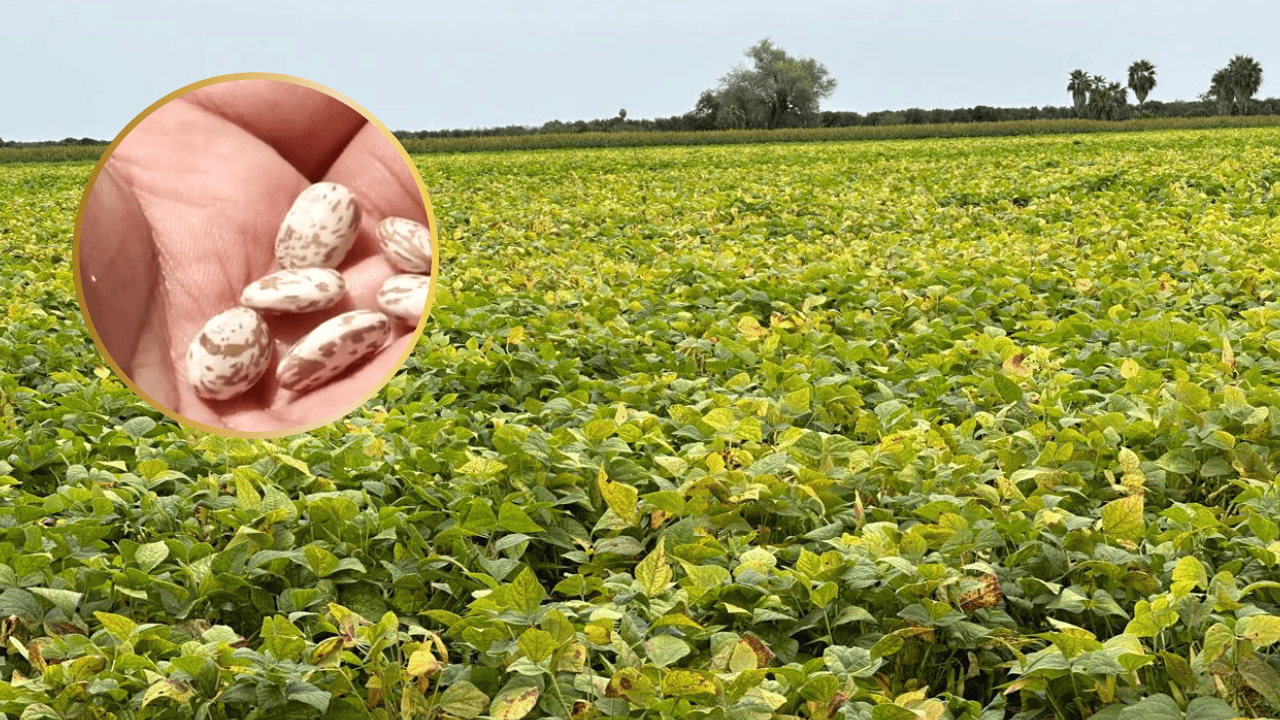 Nota Relacionada de Agro