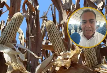 Ahome y Culiacán, los municipios donde se sembrará más maíz en el ciclo 2025-2026