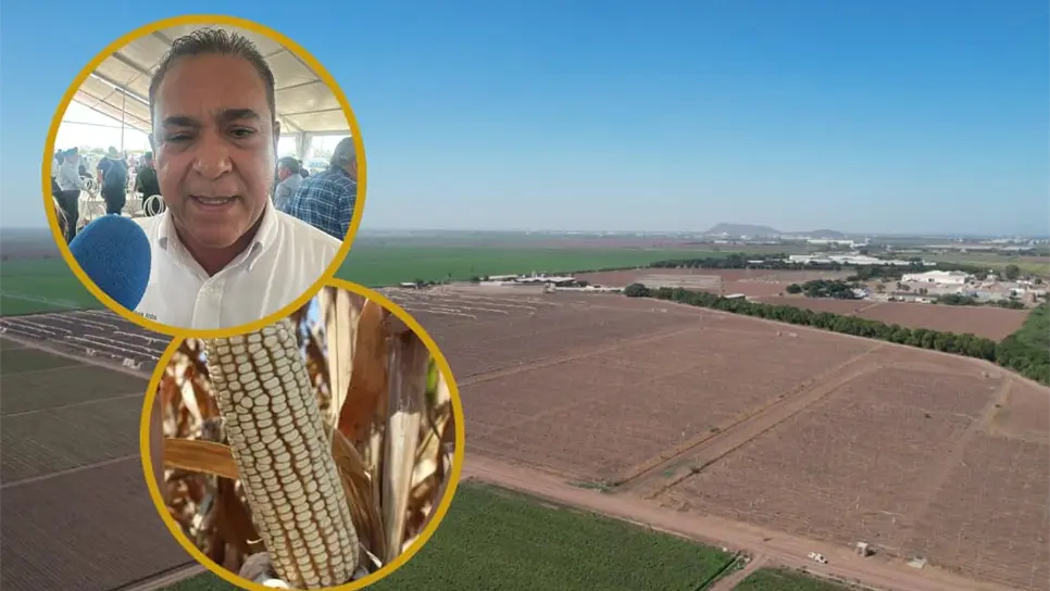FOTO: ¿Qué se sembrará en Sinaloa al aprobar el ciclo agrícola 2025-2026?