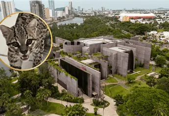 Pecas, la tigrilla rescatada en Concordia, se recupera en el Gran Acuario Mazatlán; esta es la historia