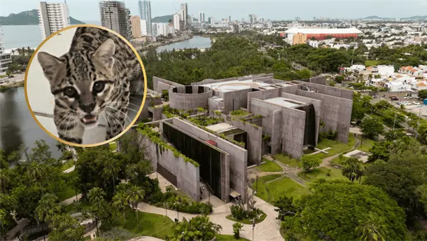 Nota Relacionada de Sinaloa