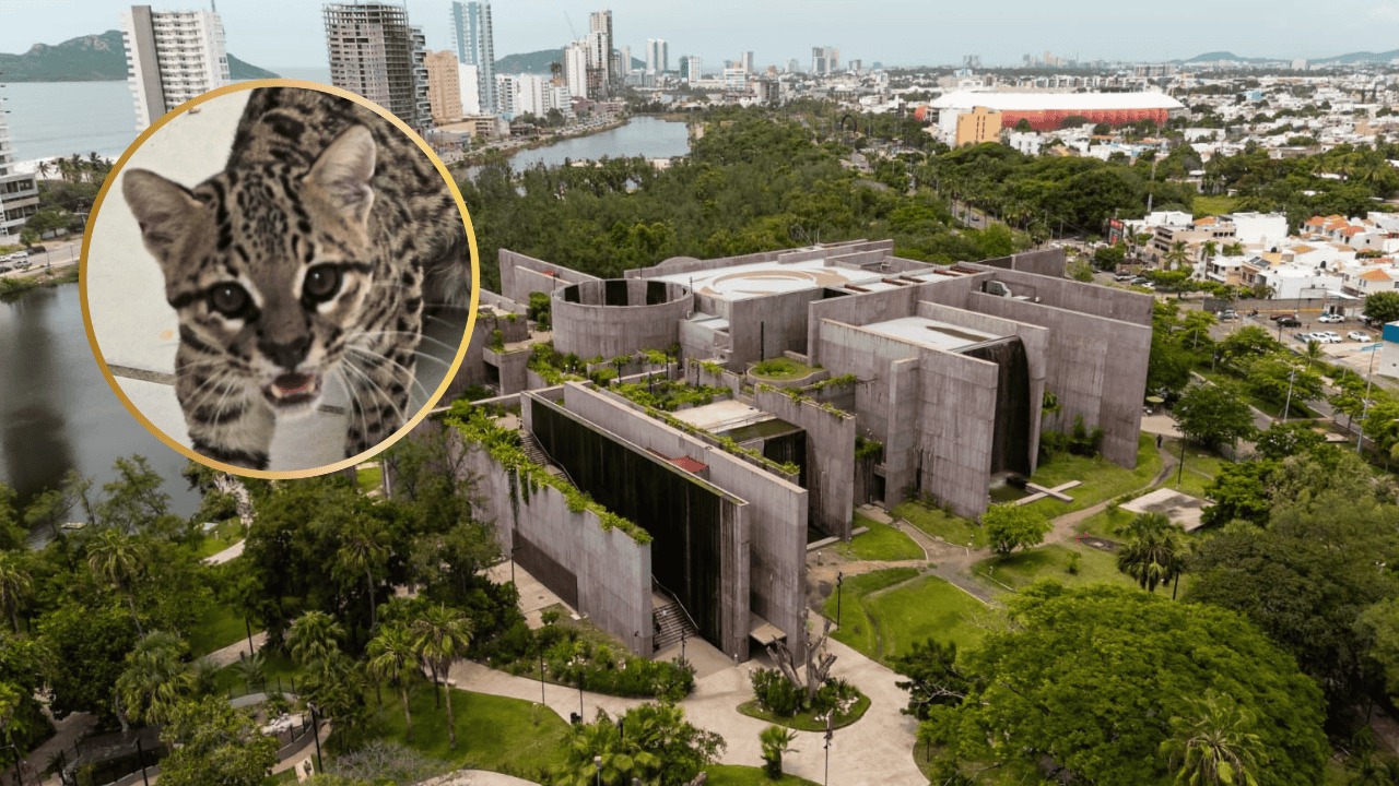 Nota Relacionada de Sinaloa