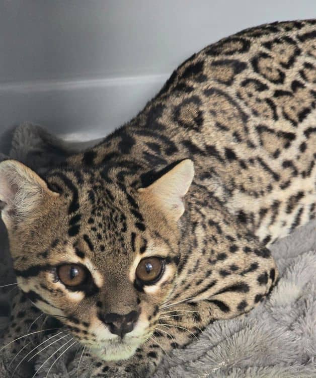 Imagen Placeholder Imagen Placeholder