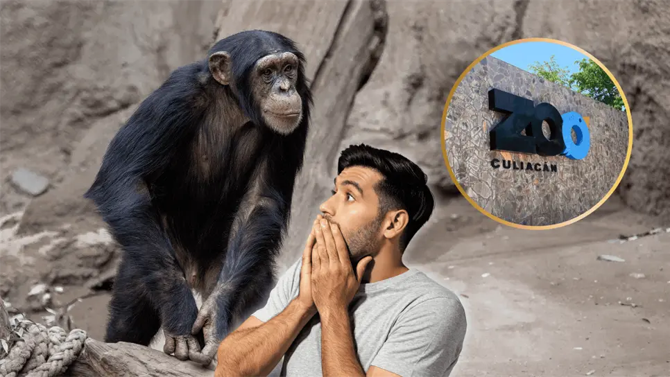 FOTO: Zoológico de Culiacán: La aterradora leyenda de Don Panchito y el chimpancé.