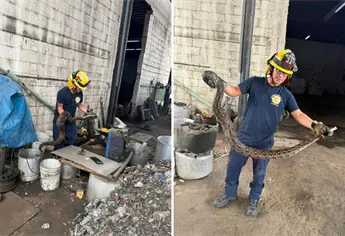 Retiran serpiente de casi dos metros en negocio de compra de metales en Mazatlán