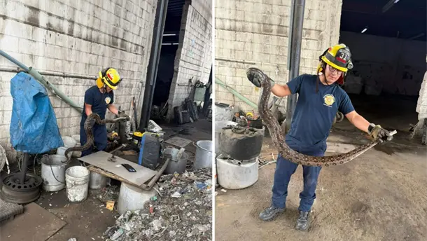 Nota Relacionada de Sinaloa