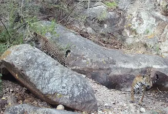 Incrementa la población del jaguar en Sinaloa: censo confirma recuperación de la especie 