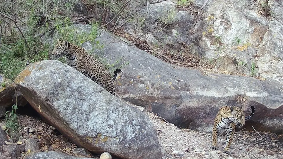 FOTO: Incrementa la población del jaguar en Sinaloa: censo confirma recuperación de la especie 
