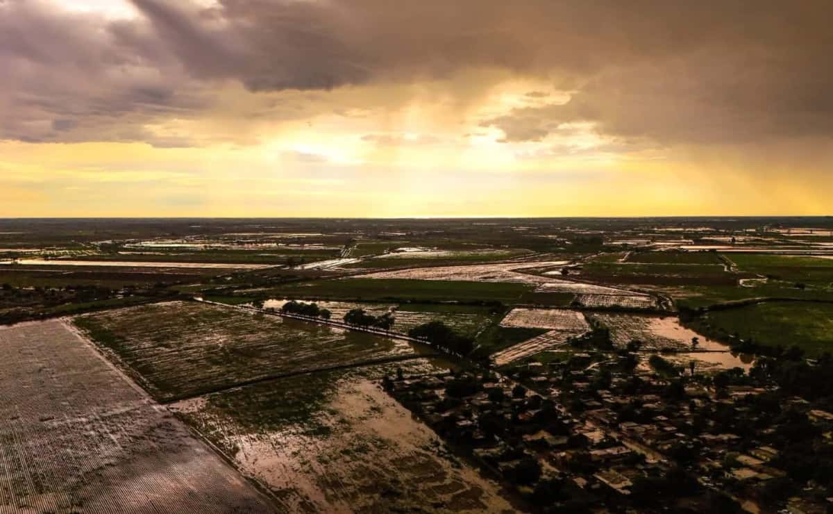 Nota Relacionada de Agro