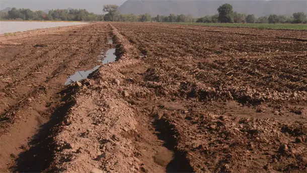 Nota Relacionada de Agro