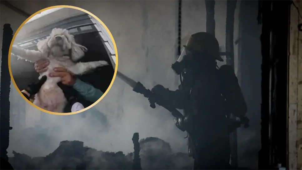 El perrito de raza french poodle blanco se encontraba atrapado dentro de una vivienda. FOTO: Luz Noticias.