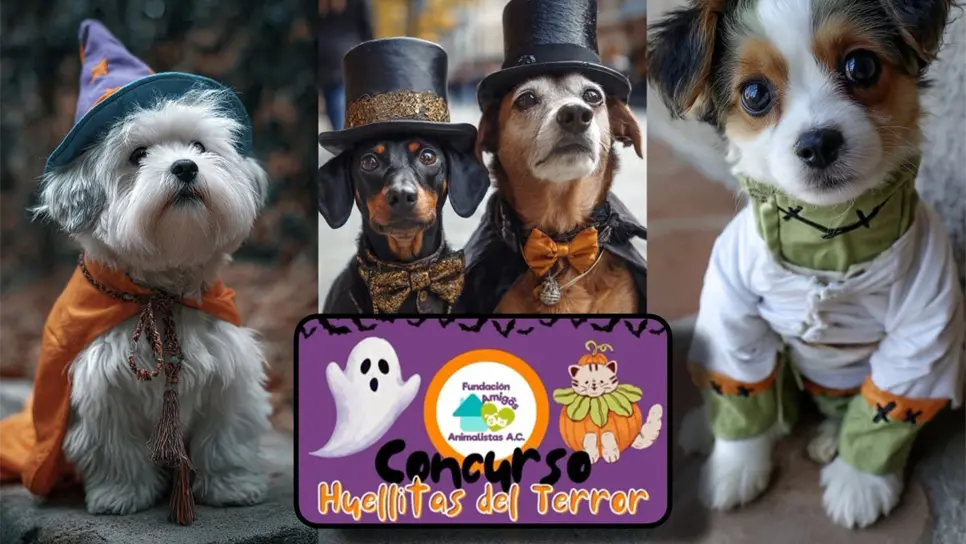 Desfile de disfraces para mascotas en Culiacán ¿cuándo y a qué hora? Todo lo que debes saber