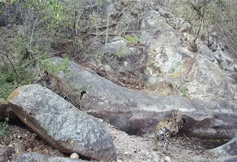 ¡Buenas noticias! Sinaloa cuenta con 2 nuevos cachorros de Jaguar
