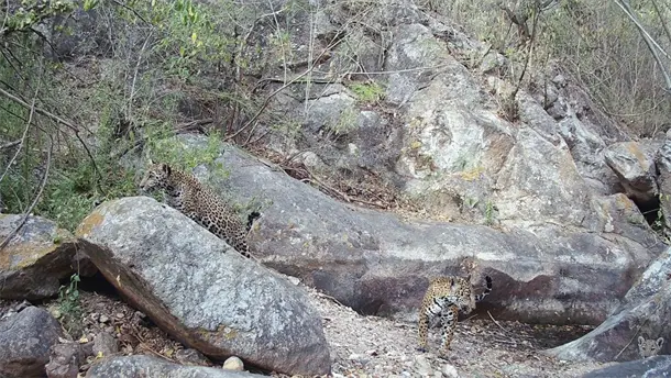 Nota Relacionada de Sinaloa