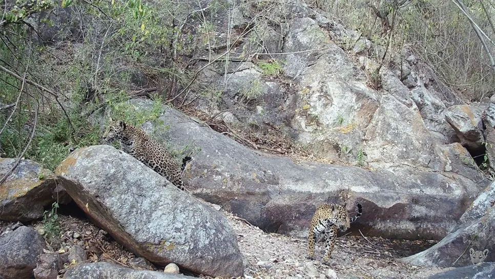 La integrante de la Alianza, afirmó que el descubrimiento, representa una buena noticia para Sinaloa, porque significa que el estado, continúa teniendo poblaciones sanas de jaguar