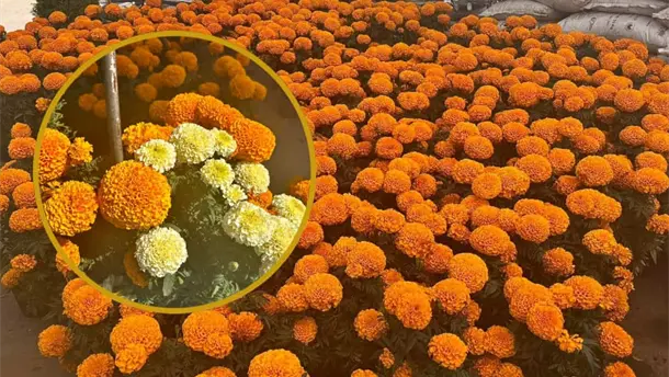 Nota Relacionada de Sinaloa