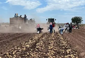 Inicia temporada de cosechas con operativos para proteger a jornaleros migrantes en Sinaloa