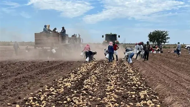 Nota Relacionada de Sinaloa