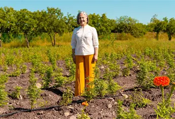 Florece el primer campo de cempasúchil en Guamúchil: un rincón lleno de color y causa social