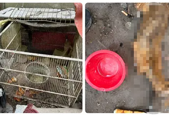 Rescatista encuentra perrita prácticamente momificada por falta de agua y alimento en Los Mochis