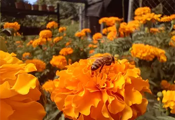 Cempasúchil, la flor que guía con amor el alma de nuestros difuntos, ya está en el Parque Sinaloa