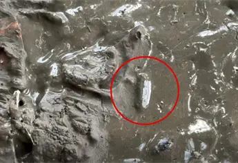 Captan “gusanos cola de rata” en aguas estancadas tras inundaciones en Veracruz | VIDEO