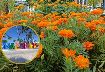 Cempasúchil en Mazatlán: cómo cuidarla para que no se marchite con el calorón