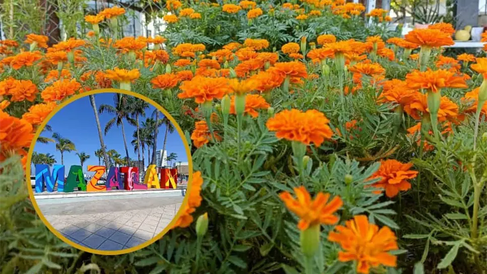 FOTO: En Mazatlán el calor no perdona, pero tu flor de cempasúchil puede lucir radiante este Día de Muertos si sabes cómo cuidarla
