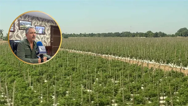 Nota Relacionada de Agro