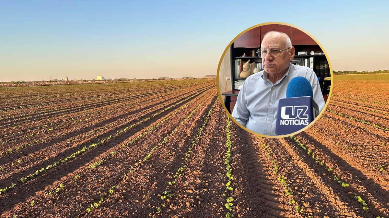 Suben los costos del fertilizante, pero el campo de Sinaloa no se detiene