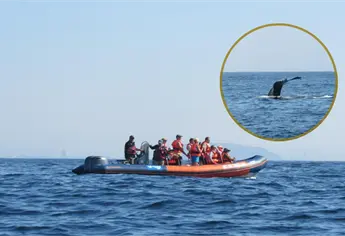 Temporada de Ballenas en Mazatlán ¿Cuándo inicia y cuánto cuesta un tour para verlas?