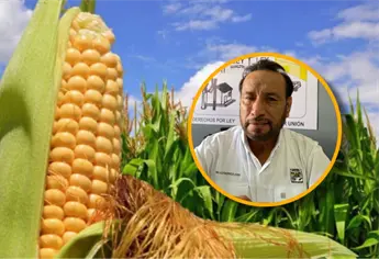 Productores sinaloenses exigen a la Federación ampliar presupuesto para apoyo al maíz