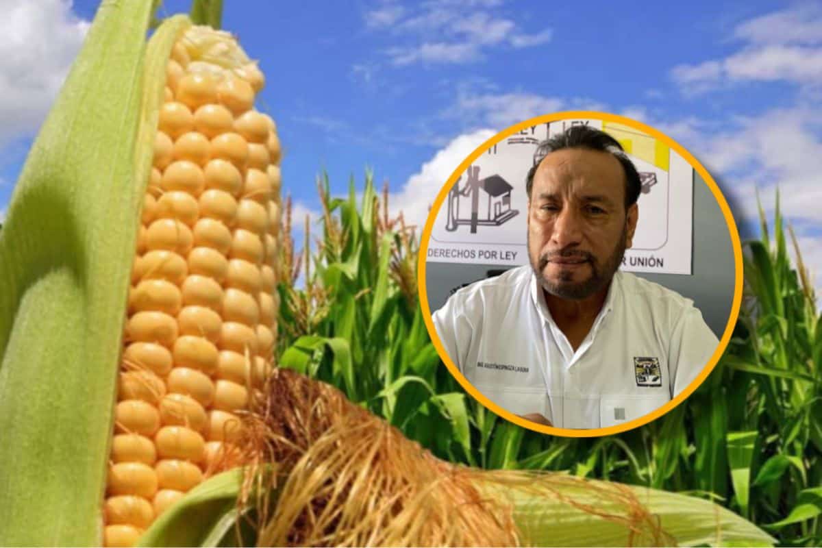 Productores sinaloenses exigen a la Federación ampliar presupuesto para apoyo al maíz