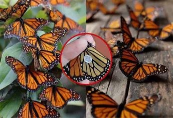 Mariposas monarca viajan de Canadá a Michoacán con microchips por primera vez por esta razón