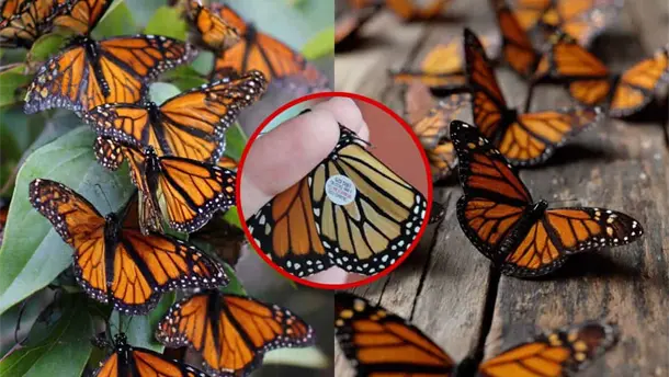 Nota Relacionada de México