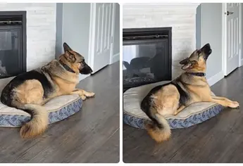 Perro llora al escuchar música de Los Temerarios: ¿quién le hizo daño a firulais? | VIDEO