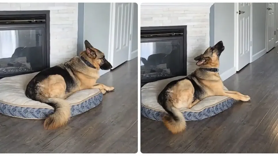 El perrito Eco solo llora con música de Los Temerarios. (FOTO: TikTok / @bettyyeco).