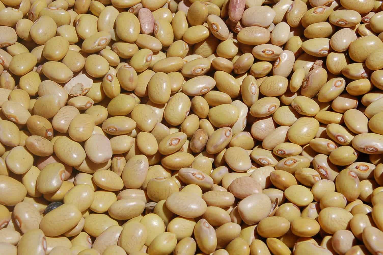 Productores denuncian fraude: prometieron 27 pesos por kilo de frijol y les pagan solo 11