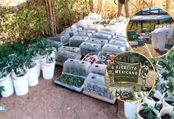 Militares aseguran en Elota 4 campamentos con siembra de mariguana