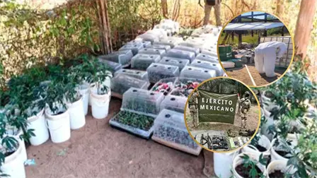 Militares aseguran en Elota 4 campamentos con siembra de mariguana