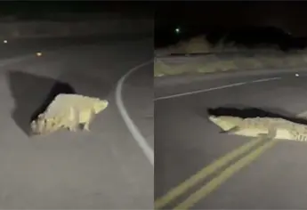 Alertan por presencia de cocodrilo en la carretera a Las Glorias, en Guasave