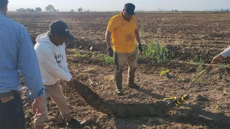 Capturan enorme caimán de 2.3 metros en Juan José Ríos