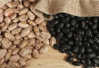 Arranca compra de frijol a 27 mil pesos la tonelada, piden frenar coyotaje 