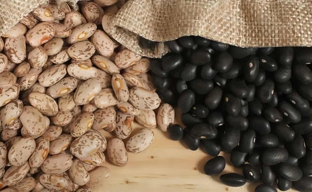 Arranca compra de frijol a 27 mil pesos la tonelada, piden frenar coyotaje 