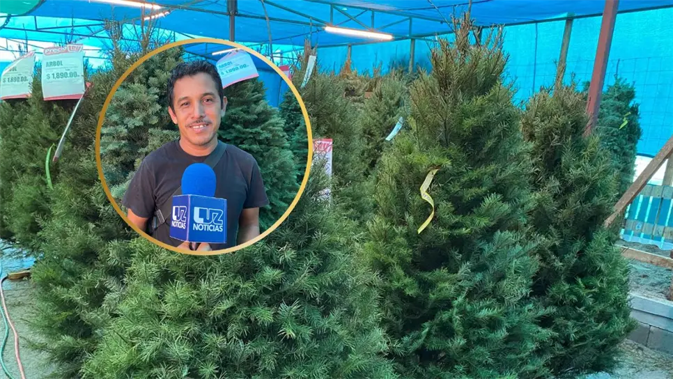 Arranca la venta de pinos naturales en Mazatlán: estos son los precios para esta Navidad