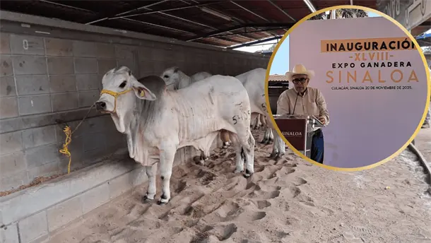 Nota Relacionada de Sinaloa