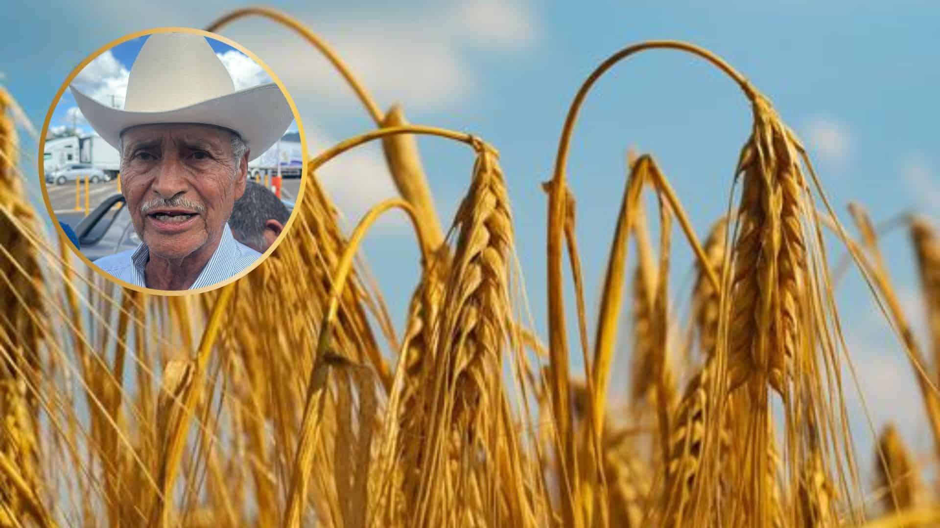 Gobierno de Sinaloa activa apoyo emergente de 400 pesos por tonelada para trigueros