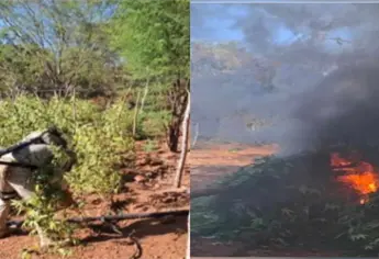 Autoridades destruyen dos plantíos de mariguana en Los Ayales, Culiacán