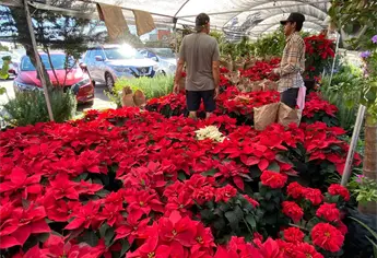 Llegan las nochebuenas a Mazatlán, siete especies diferentes ya están a la venta; conoce los costos