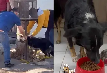 Rescatan a perrito amordazado y denuncian negligencia tras presunto ataque a un niño en Culiacán